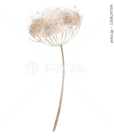 Botanical element with long stem and delicate dried flower head painted by watercolor. Illustration of forest plant on isolated background. Floral art for seasonal decorations, or nature designs. Botanical element with long stem and delicate dried flower head painted by watercolor. Illustration of forest plant on isolated background. Floral art for seasonal decorations, or nature designs. 130624704