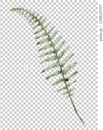 Watercolor illustration of green Fern leaf. Drawing of isolated botanical element for forest projects, seasonal compositions, or rustic natural designs. Art of woodland plant for natural projects. Watercolor illustration of green Fern leaf. Drawing of isolated botanical element for forest projects, seasonal compositions, or rustic natural designs. Art of woodland plant for natural projects. 130624707