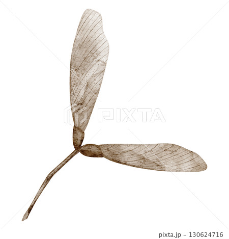 Maple seed with winged samara painted in watercolor. Illustration of forest autumn plant on isolated background. Drawing of woodland fall herb for botanical projects. Art of dried leaf. Maple seed with winged samara painted in watercolor. Illustration of forest autumn plant on isolated background. Drawing of woodland fall herb for botanical projects. Art of dried leaf. 130624716