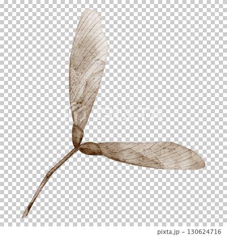Maple seed with winged samara painted in watercolor. Illustration of forest autumn plant on isolated background. Drawing of woodland fall herb for botanical projects. Art of dried leaf. Maple seed with winged samara painted in watercolor. Illustration of forest autumn plant on isolated background. Drawing of woodland fall herb for botanical projects. Art of dried leaf. 130624716