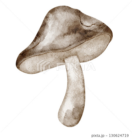 Boletus mushroom painted in watercolor. Illustration of edible forest fungus. Drawing of woodland autumn fungi for cooking books and seasonal projects. Art for menu design on isolated background. 130624719