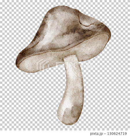 Boletus mushroom painted in watercolor. Illustration of edible forest fungus. Drawing of woodland autumn fungi for cooking books and seasonal projects. Art for menu design on isolated background. 130624719
