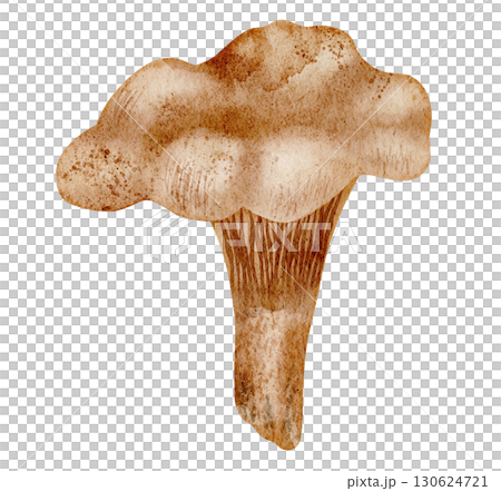 Chanterelle mushroom painted in watercolor. Illustration of edible woodland fungus. Driving of autumn fungi for seasonal and cooking books design. Art of woodland plant on isolated background. Chanterelle mushroom painted in watercolor. Illustration of edible woodland fungus. Driving of autumn fungi for seasonal and cooking books design. Art of woodland plant on isolated background. 130624721