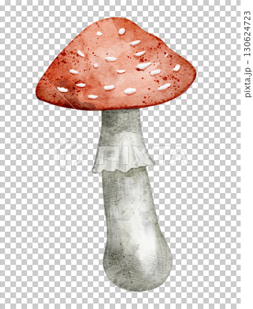 Fly agaric mushroom with red spotted cap painted in watercolor. Illustration of forest autumn fungus. Drawing of Toadstool on isolated background. Art of fall poisonous fungi for fall invitations. 130624723