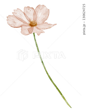Flower with pink petals painted in watercolor. Floral illustration of spring blooming plant for wedding greeting cards or invitations. Drawing of herb in pastel colors on isolated background. 130624725