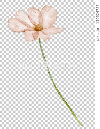 Flower with pink petals painted in watercolor. Floral illustration of spring blooming plant for wedding greeting cards or invitations. Drawing of herb in pastel colors on isolated background. 130624725