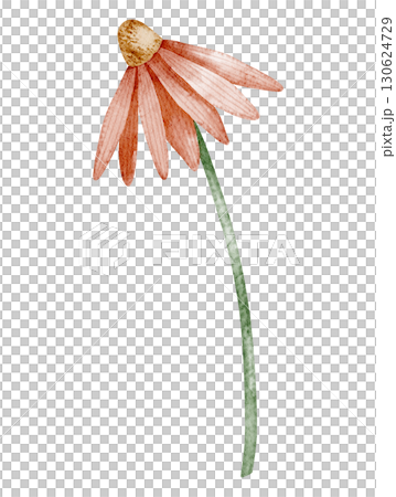 Watercolor Daisy Flower with pink petals on a green stem. Floral Illustration of Echinacea on isolated background. Drawing of blooming plant for botanical compositions and garden projects. 130624729