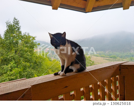 Cat on balcony railing against foggy mountains and forest. Village tranquility, countryside life, and serene moment. 130625018