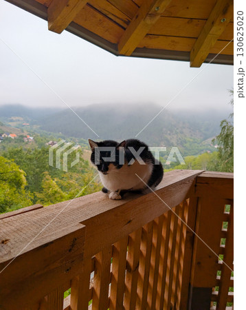 Black and white cat sitting on wooden balcony railing with foggy mountains in background. Tranquil rural scene. 130625020