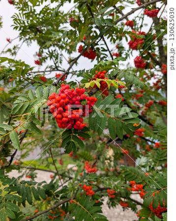Close-up of red rowan berries on a tree branch. Autumn nature, seasonal fruit, and organic growth in natural surroundings. 130625030