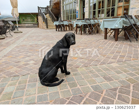 A black dog sitting on patterned stone pavement near tables and chairs of a rustic outdoor cafe. Loyalty, companionship, and rural hospitality. 130625037