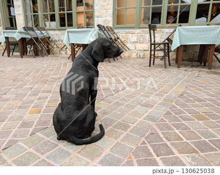 A black dog sitting on patterned stone pavement near tables and chairs of a rustic outdoor cafe. Loyalty, companionship, and rural hospitality. A black dog sitting on patterned stone pavement near tables and chairs of a rustic outdoor cafe. Loyalty, companionship, and rural hospitality. 130625038