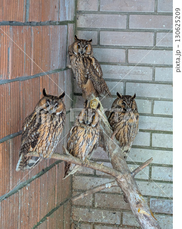 Four owls perched together on a wooden branch inside a zoo enclosure. Nocturnal raptors, wildlife observation, and the quiet strength of avian predators. Four owls perched together on a wooden branch inside a zoo enclosure. Nocturnal raptors, wildlife observation, and the quiet strength of avian predators. 130625209