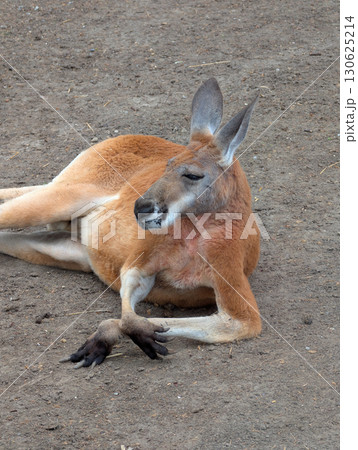 A kangaroo lies calmly on the ground in a zoo habitat. Resting wildlife, natural posture, and the strength and uniqueness of marsupial animals. 130625214