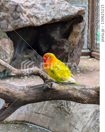 A colorful parrot perched quietly on a wooden branch in a zoo environment. Vibrant tropical wildlife, exotic fauna, and the beauty of avian diversity in nature. 130625215