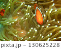 A closeup shot of a Clownfish or Anemonefish peaking out from its host anemone 130625228