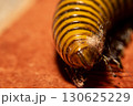A yellow and black Spirostreptida on orange floor tiles. This is a long, cylindrical millipede 130625229