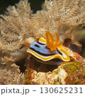 Supermacro photo of Anna's Chromodoris, or Chromodoris annae at a tropical coral reef in Philippines 130625231