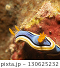 Supermacro photo of Anna's Chromodoris, or Chromodoris annae at a tropical coral reef in Philippines 130625232