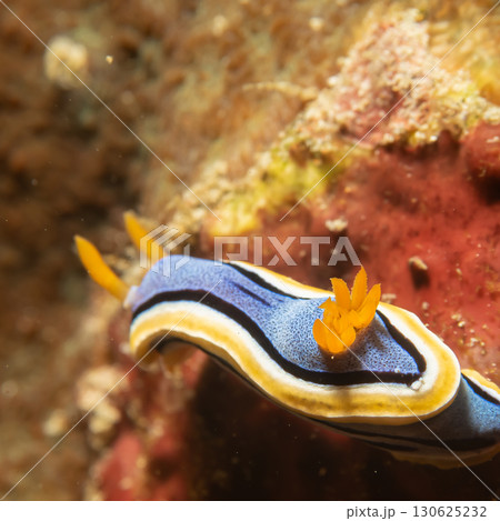 Supermacro photo of Anna's Chromodoris, or Chromodoris annae at a tropical coral reef in Philippines Supermacro photo of Anna's Chromodoris, or Chromodoris annae at a tropical coral reef in Philippines 130625232