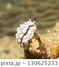A super macro photo of a Rudman's Phyllidiella nudibranch sitting on a piece of coral 130625233