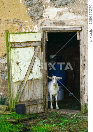 White goat standing in doorway of rustic old barn with wooden door and weathered plaster walls White goat standing in doorway of rustic old barn with wooden door and weathered plaster walls 130625276