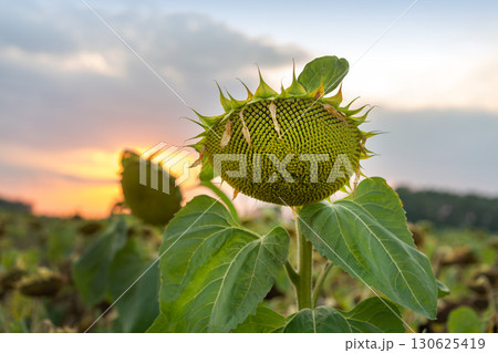 A green sunflower head with visible seeds at sunset, marking the end of the summer season and the beginning of the autumn harvest A green sunflower head with visible seeds at sunset, marking the end of the summer season and the beginning of the autumn harvest 130625419