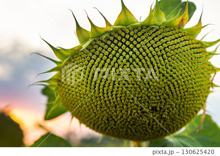 A close-up shot of a green sunflower head with seeds, highlighting its natural texture and symmetrical pattern against a blurry sunset sky A close-up shot of a green sunflower head with seeds, highlighting its natural texture and symmetrical pattern against a blurry sunset sky 130625420