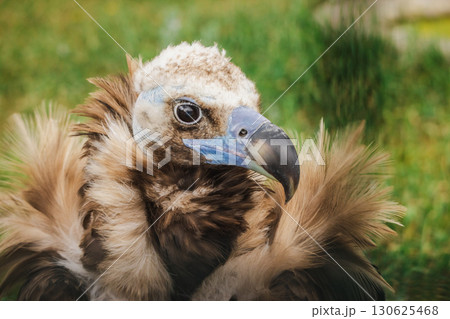 Close-up portrait of a cinereous vulture with ruffled neck feathers and a powerful curved beak, looking calmly to the side Close-up portrait of a cinereous vulture with ruffled neck feathers and a powerful curved beak, looking calmly to the side 130625468