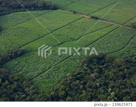 Wide green sugar cane plants Wide green sugar cane plants 130625971