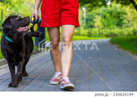 Chocolate Labrador retriever walking close to woman on leash and looking up during outdoor training session in park. Focused pet during walk. Dog obedience and communication concept. Chocolate Labrador retriever walking close to woman on leash and looking up during outdoor training session in park. Focused pet during walk. Dog obedience and communication concept. 130626194