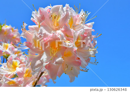 Rhododendron (Azalea) flowers in the city prk Rhododendron (Azalea) flowers in the city prk 130626348