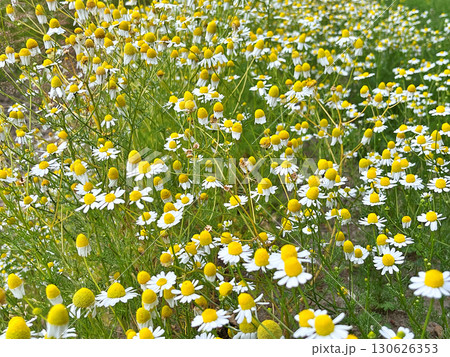 Chamomile flowers in the garden during spring Chamomile flowers in the garden during spring 130626353