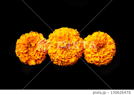 Orange Marigold Flowers on black background 130626478