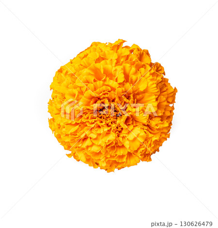 Orange Marigold Flower isolated on white Orange Marigold Flower isolated on white 130626479