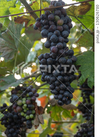 Bunches of Ripe Grapes in the Vineyard Bunches of Ripe Grapes in the Vineyard 130626780
