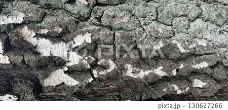 Old bark tree texture. Natural wood surface pattern, old tree skin Old bark tree texture. Natural wood surface pattern, old tree skin 130627266