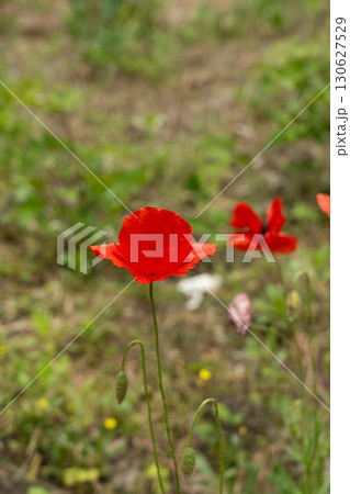 Field poppy red flower close up. Corn poppy or papaver rhoeas on blurred background Field poppy red flower close up. Corn poppy or papaver rhoeas on blurred background 130627529
