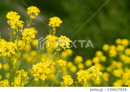 Turkish wartycabbage yellow wild flowers Bunias orientalis, hill mustard or turkish rocket flowers Turkish wartycabbage yellow wild flowers Bunias orientalis, hill mustard or turkish rocket flowers 130627656