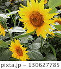 ひまわり　ひまわり畑　黄色　夏　花畑 130627785