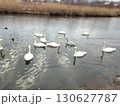 白鳥　自然　鳥　野鳥　渡り鳥　水辺 130627787