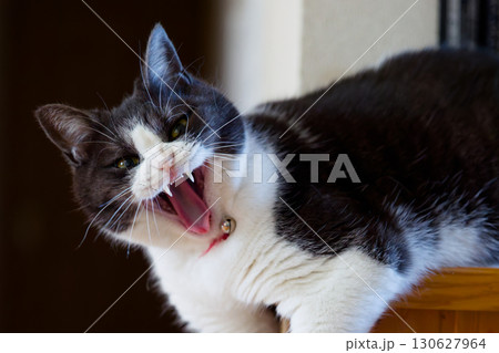 怒る猫 130627964