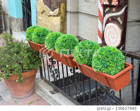 Round bushes arranged in rectangular boxes along metal railing. Urban decoration, outdoor landscaping and greenery placement with symmetrical design and ornamental vegetation. Round bushes arranged in rectangular boxes along metal railing. Urban decoration, outdoor landscaping and greenery placement with symmetrical design and ornamental vegetation. 130627980