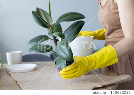 Replanting ficus elastica robusta house plant in a bigger flower pot. 130628256
