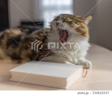 読書をする猫_4 130628337