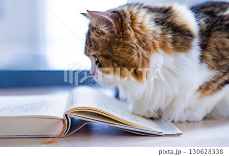 読書をする猫_5 読書をする猫_5 130628338