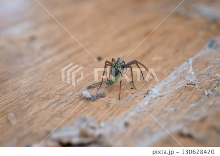 Green Lynx Spider Capturing Prey on Wooden Surface, Close-Up Macro Shot, Natural Web, Detailed Texture, Brown Wood, Outdoor Insect Photography 130628420