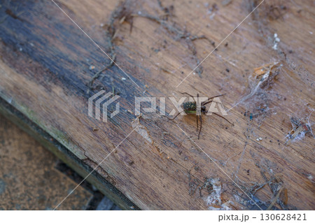 Dark Brown Spider on Wooden Surface With Web: Realistic Close-Up Shot of Arachnid Hunting in Textured Indoor Environment. Dark Brown Spider on Wooden Surface With Web: Realistic Close-Up Shot of Arachnid Hunting in Textured Indoor Environment. 130628421