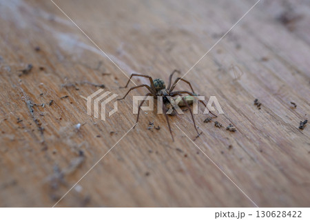 Macro Shot of a Pholcidae Spider Carrying a Fly on a Wood Surface, Brown and Green Tones, Realistic Texture. 130628422