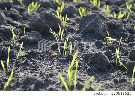 even rows of grain crops on an agricultural field even rows of grain crops on an agricultural field 130628529